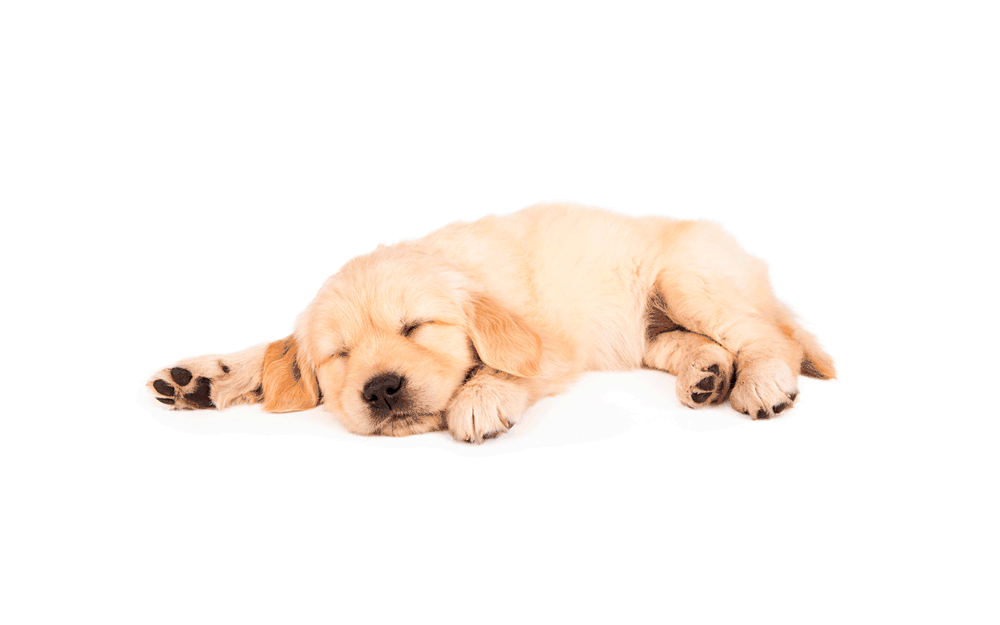How to Calm an Anxious Dog (Without Medication)