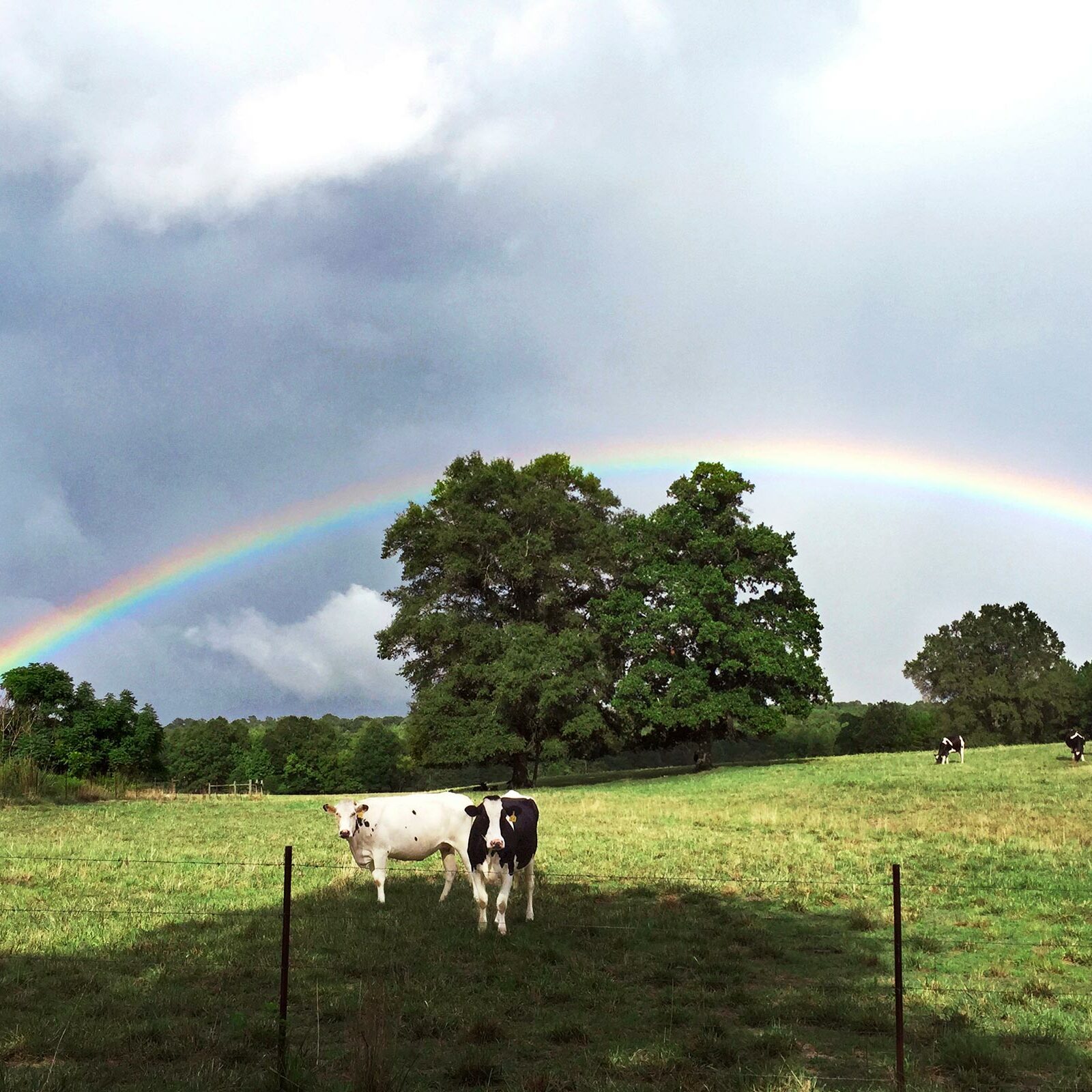 Rainbow