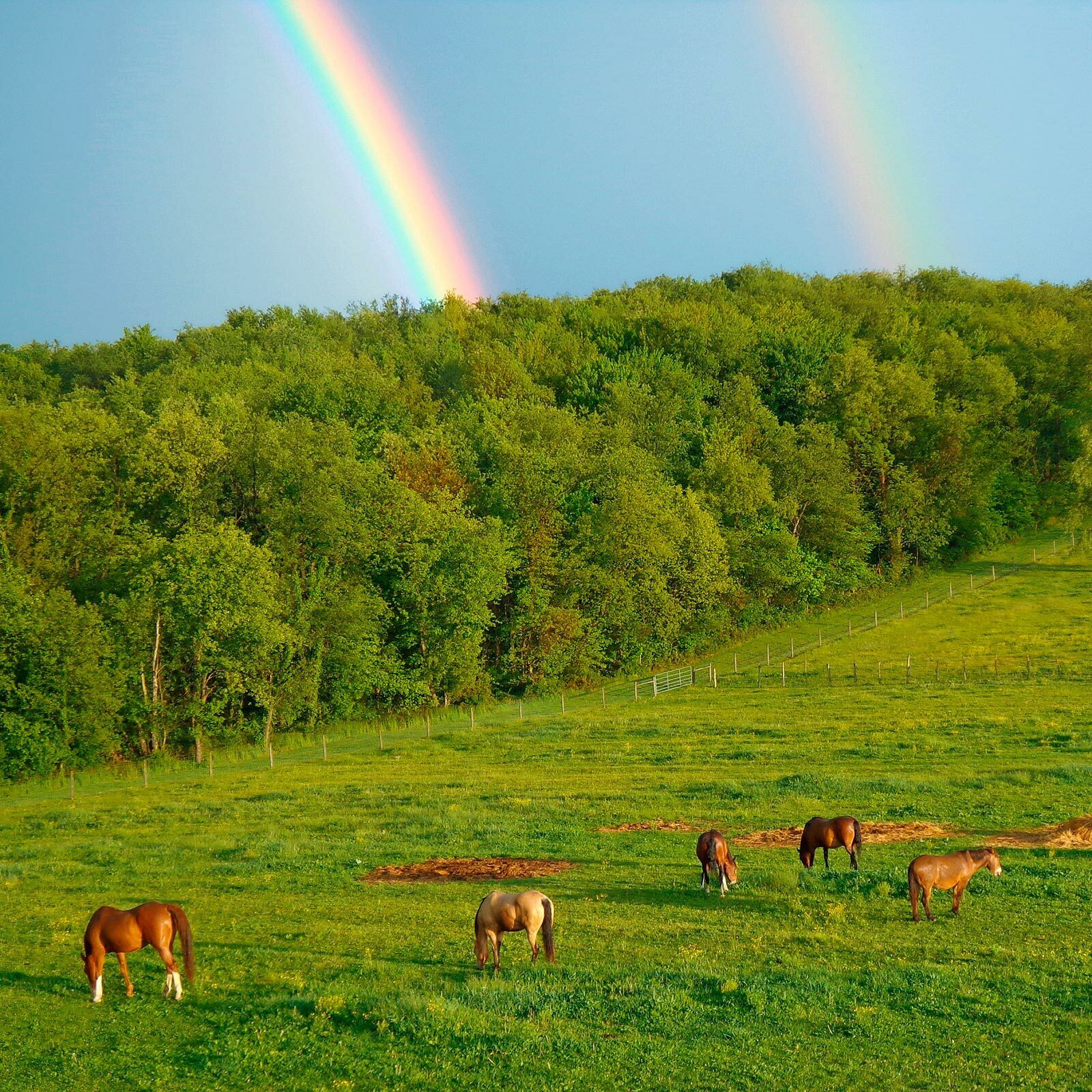Rainbow