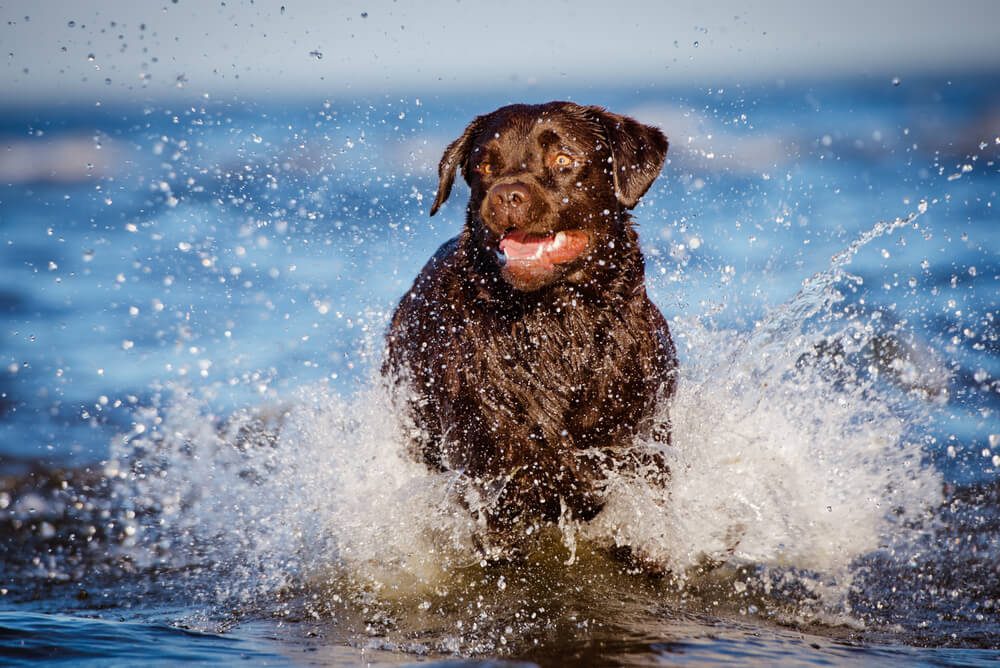 labrador retriever dog runs in water