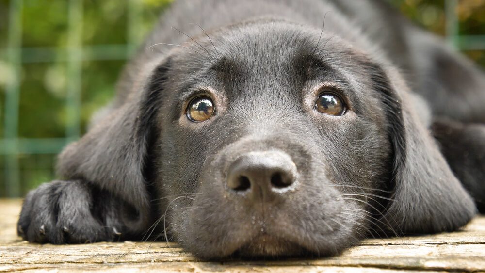 A beautiful little kid is a black labrador (dog), sits, on a green background. Concept: parodist dogs, pedigree dogs, dog friend of man, animal love, true friends, rescuers, good scent, loving friends