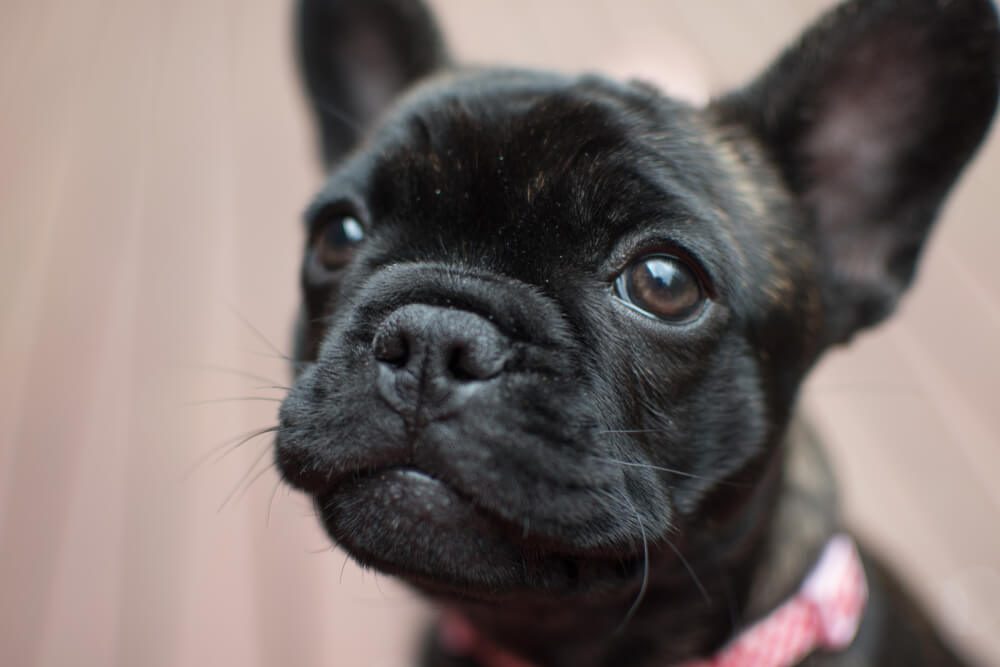 Brindle French Bulldog puppy in pink collar sitting on decking.