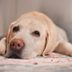 Lethargic Dog: 5 Signs You Need to Call the Vet