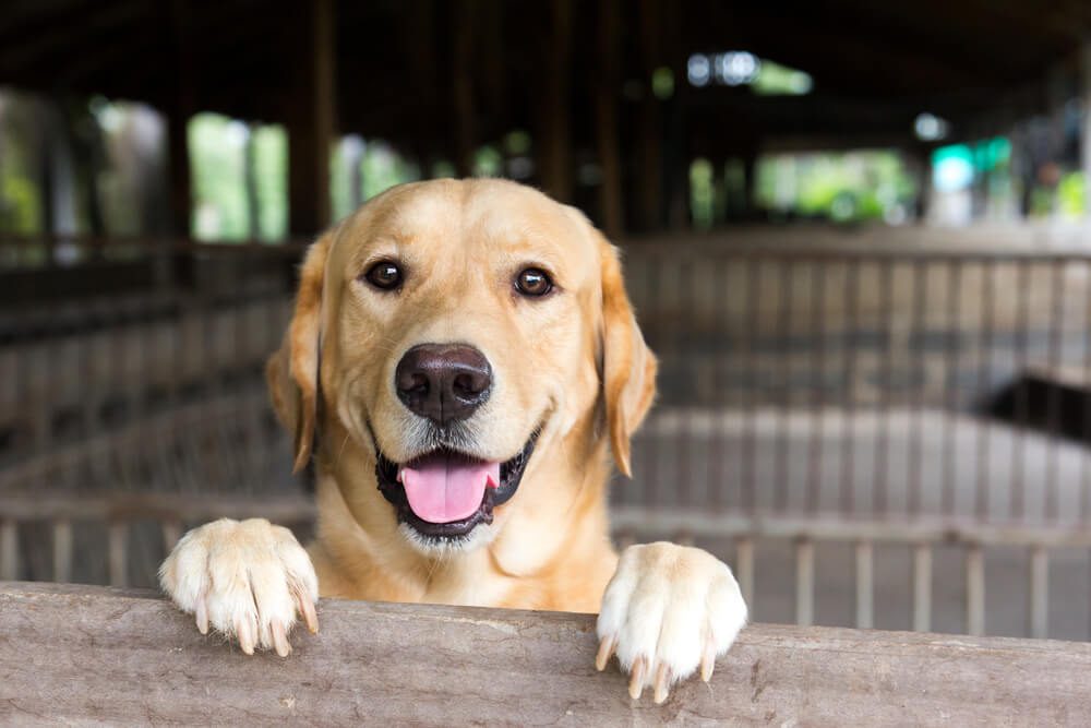 Brown dog stood and wait over the cage 