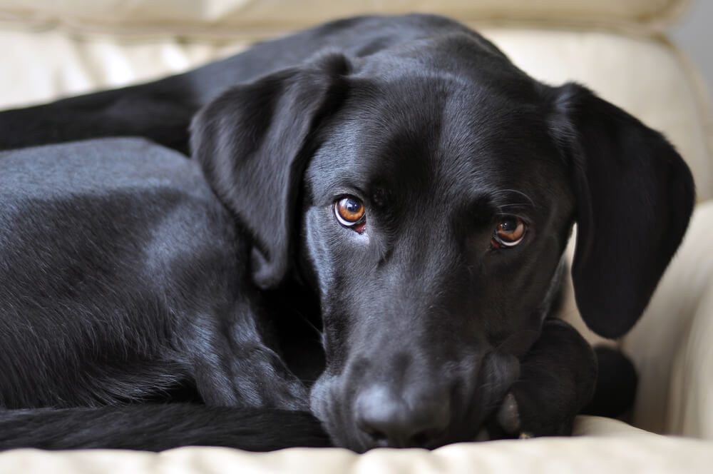 Adopted black labrador retriever napping on a white leather chair