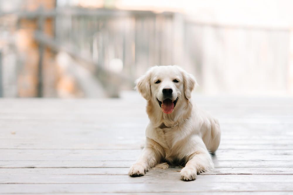 Labrador