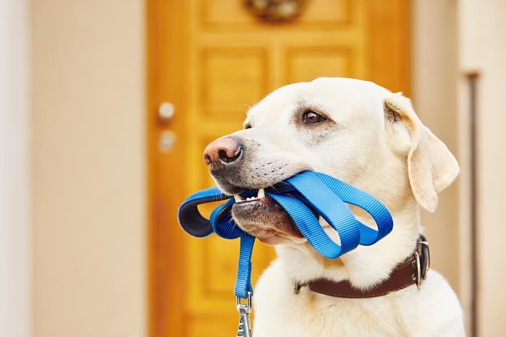 Labrador retriever with leash is waiting for walk.