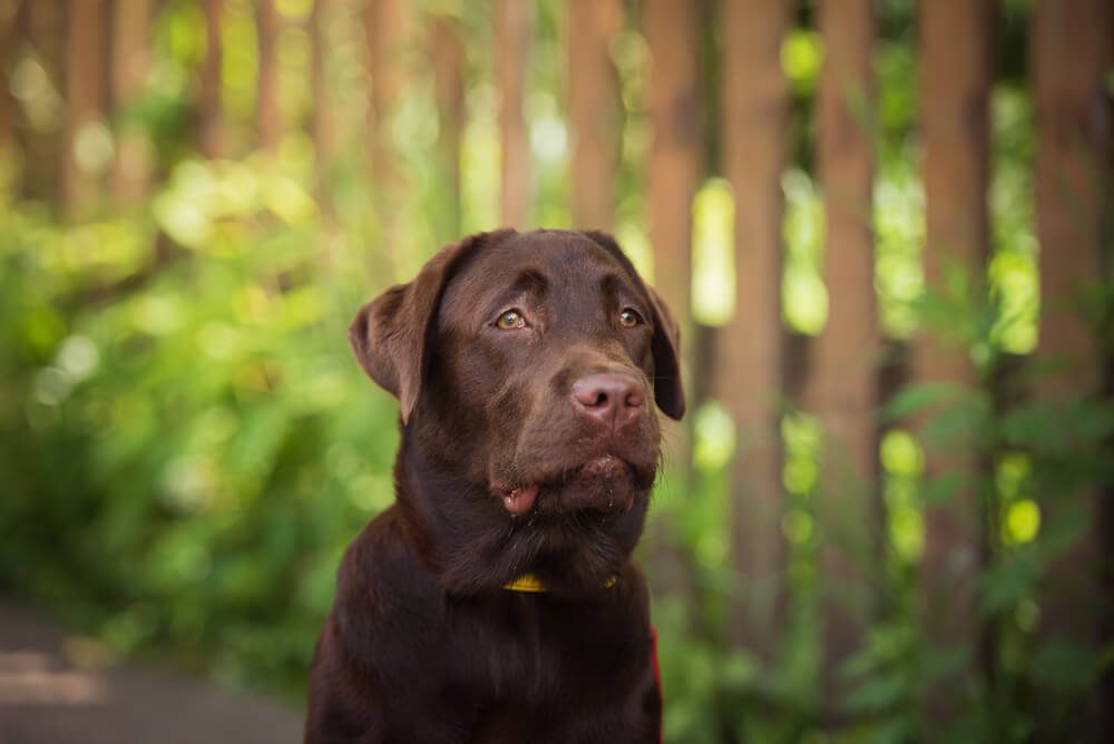 dog portrait