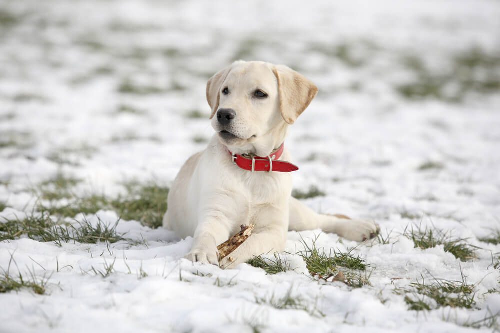 White Labrador retriever puppy on snow