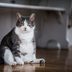 Lethargic Dog: 5 Signs You Need to Call the Vet