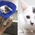 14 Fluffy Cat Breeds You Will Want for All the Snuggles and Cuddles
