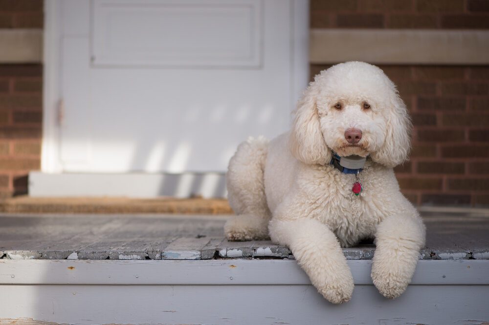 Labradoodle laying on front porch