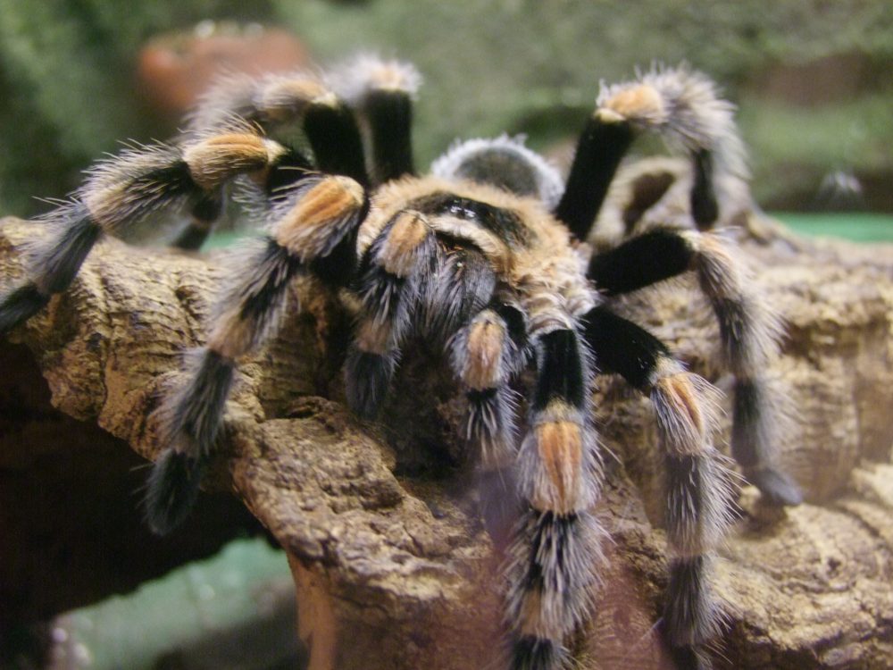 Tarantula on rock.
