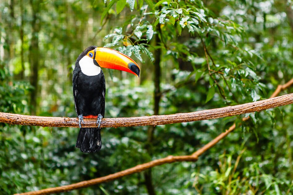 toucan in rain forest with tree and foliage, early in the morning after rain.