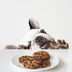 Why Is My Dog Not Eating?