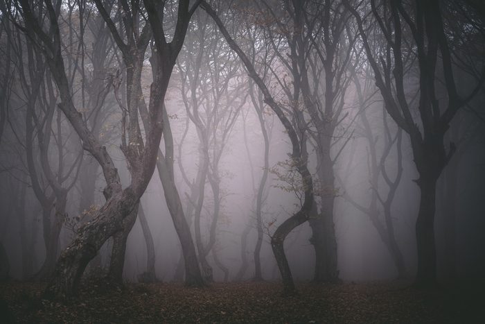 12 True Stories from the Most Haunted Forests in the World