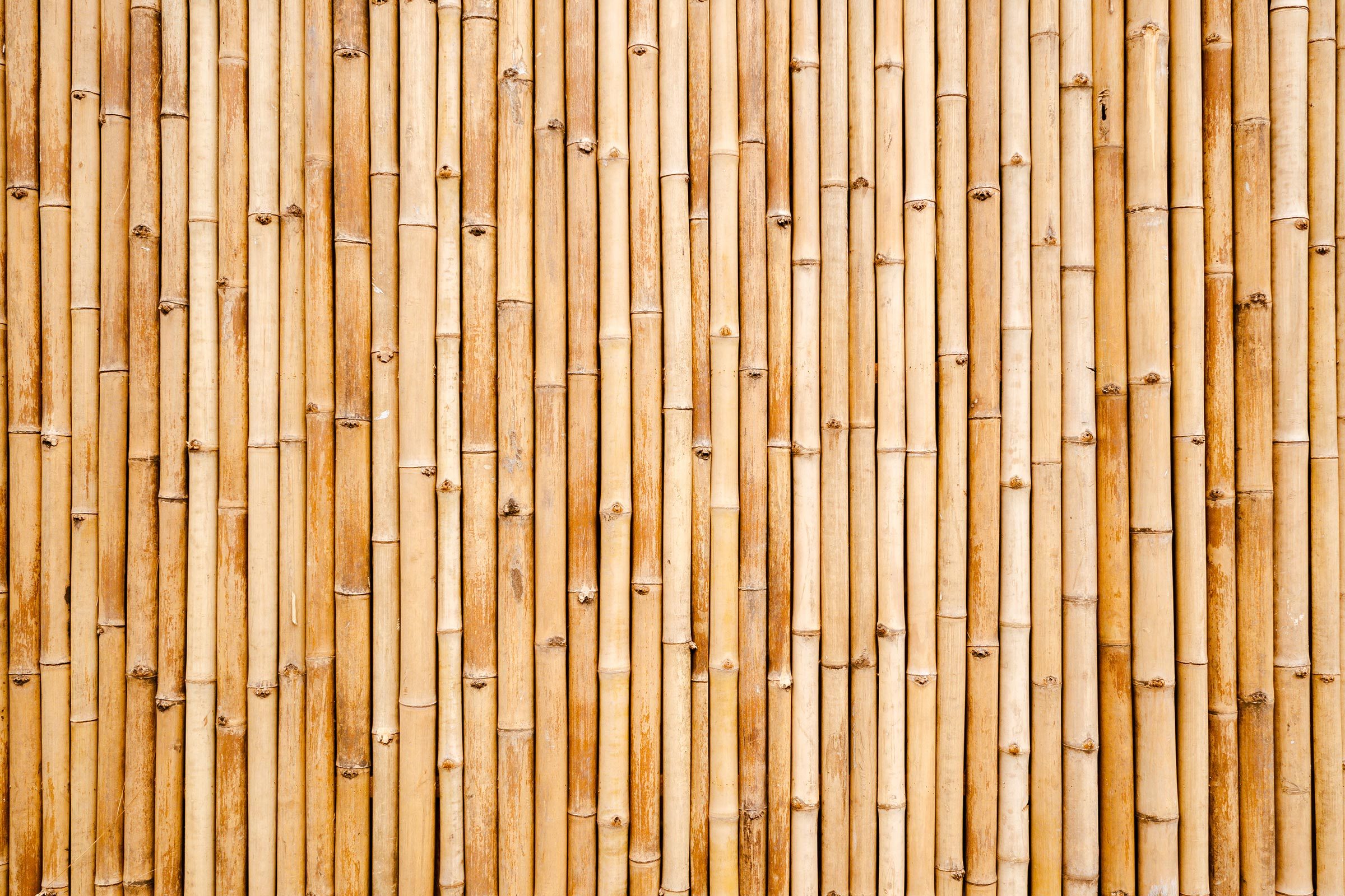 bamboo
