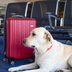 These Are the Absolute Best Amazon Prime Day Deals for Pets