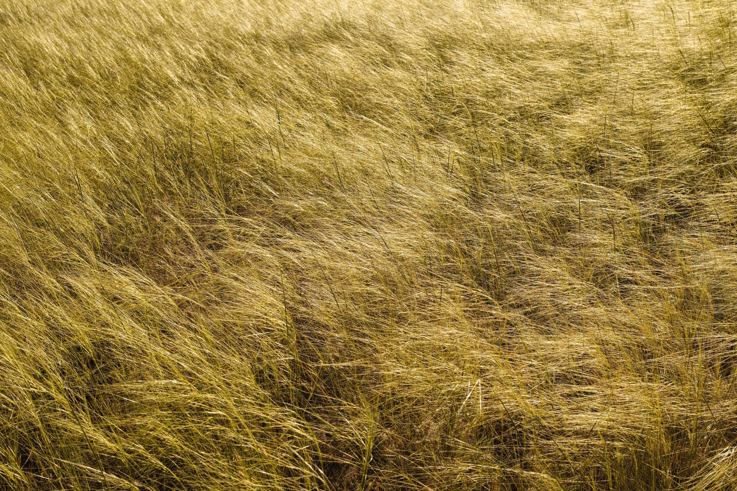Grasslands 1