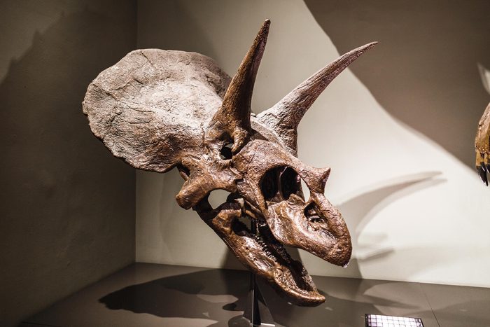 13 Things That Could Happen If Dinosaurs Were Still Alive