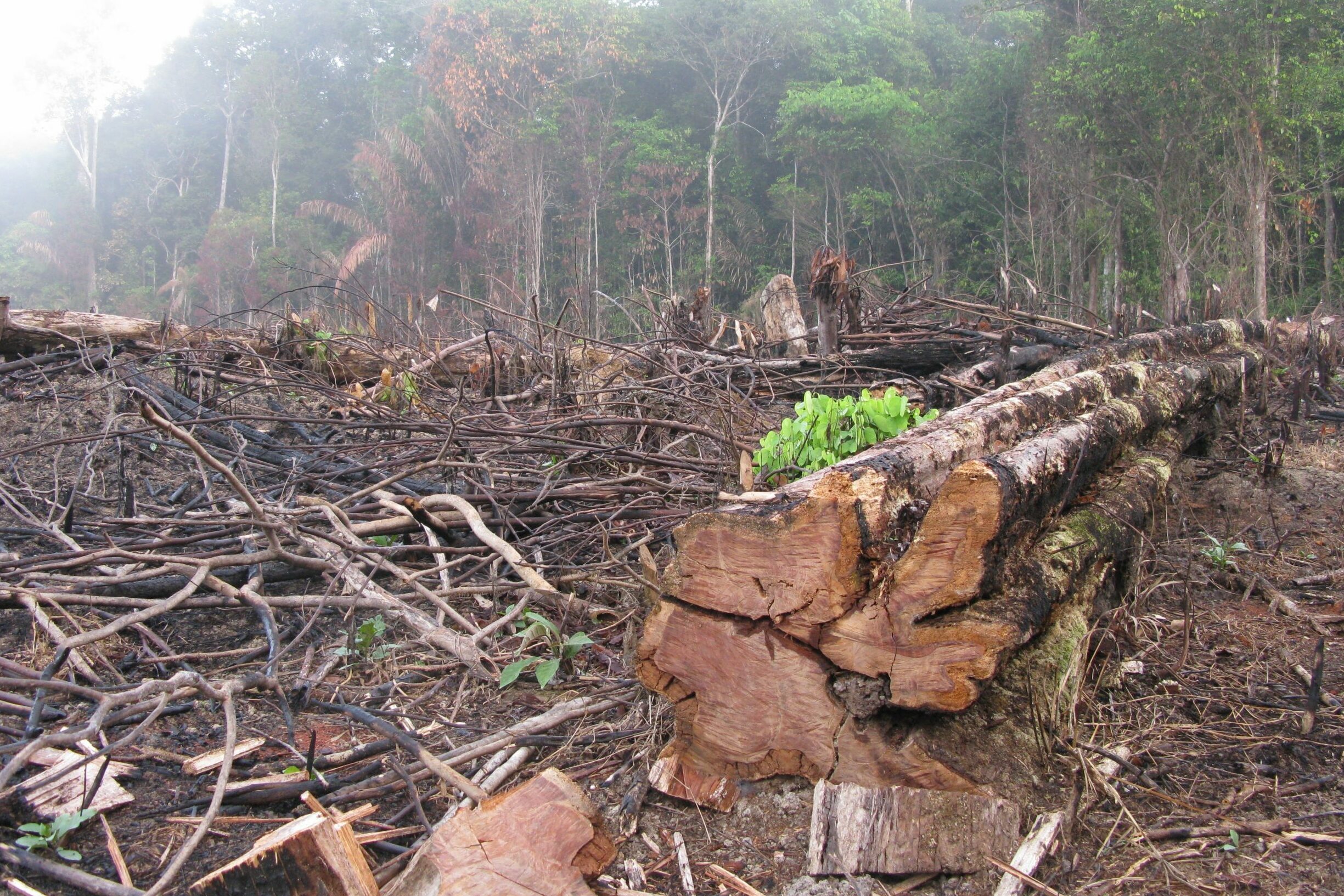 Fallen logs lie across a cleared and barren forest, surrounded by misty, dense green trees in the background.