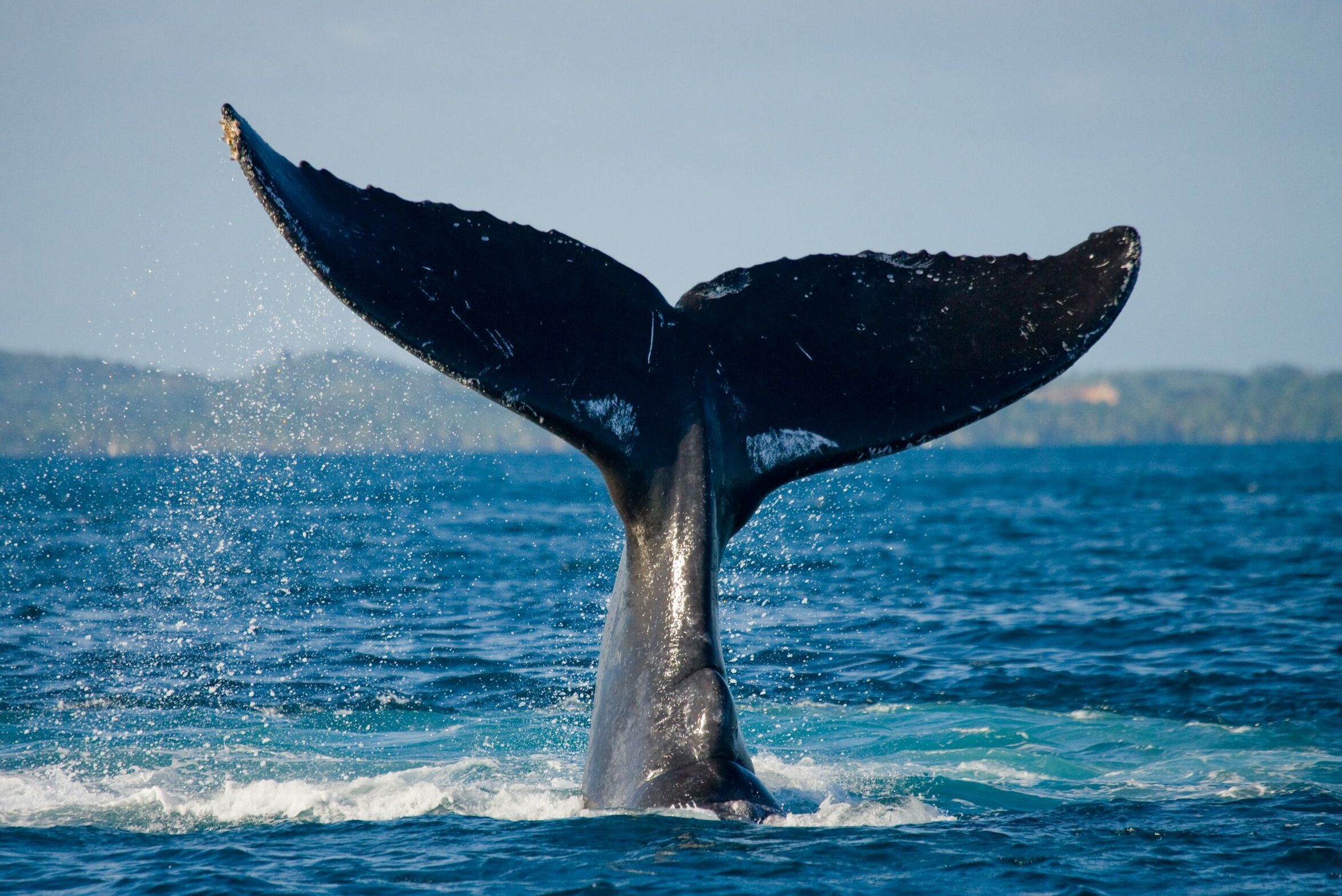 A whale's tail emerges, splashing water, in a vast ocean under a clear sky, with distant land visible on the horizon.