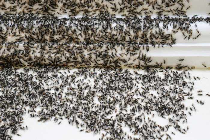 15 Household Items That Kill Ants Once and for All