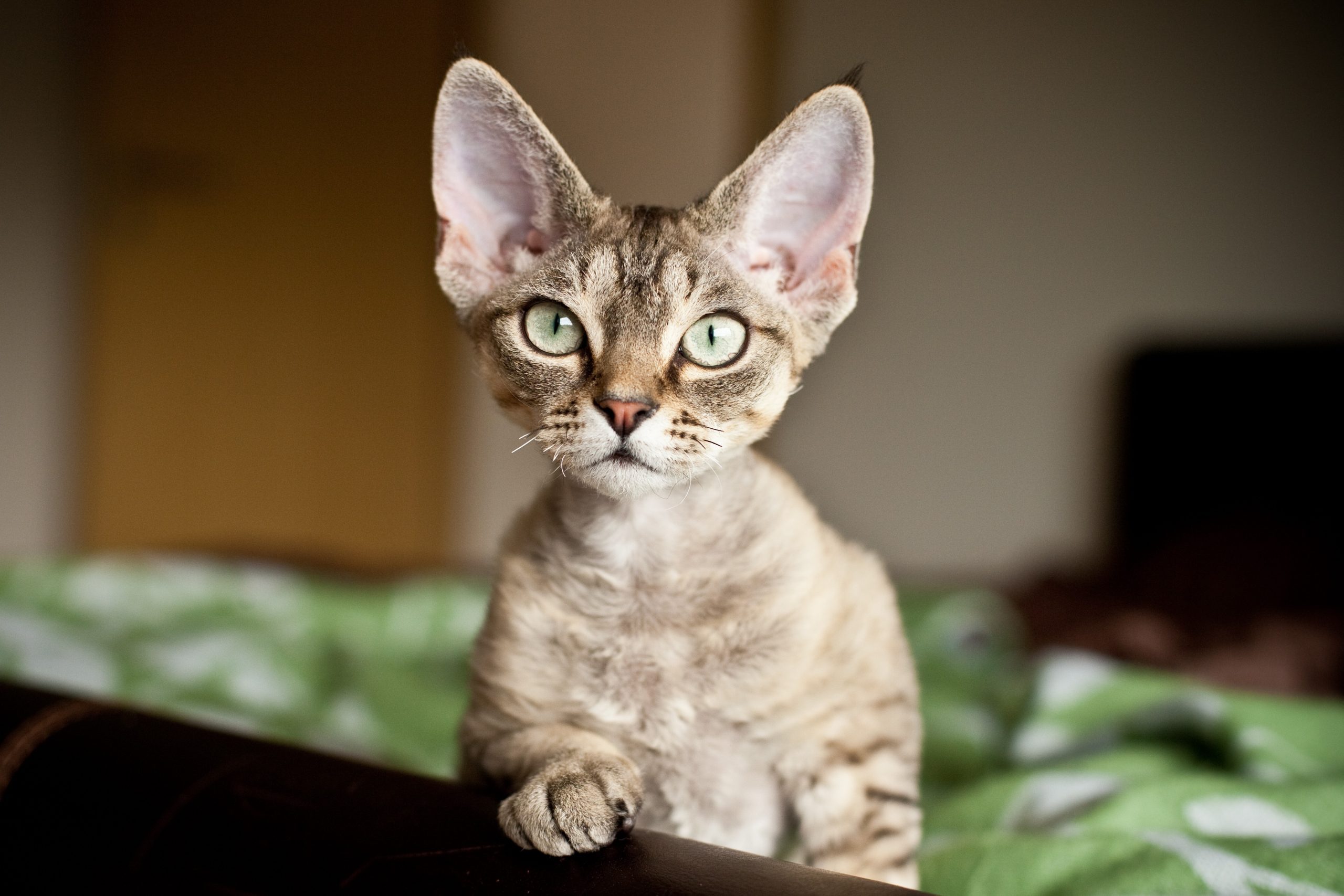 A cat sits alert on a bed, its paw resting on a dark surface, with a green blanket in the background.