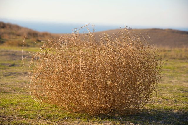 A tumbleweed rests on dry grass in an expansive, arid landscape under clear skies.