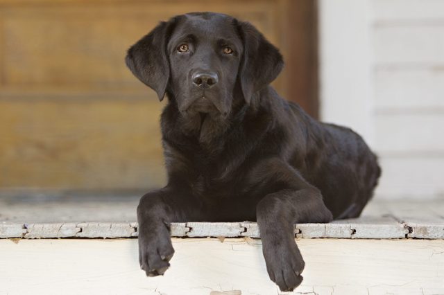 Black Labrador lies resting on a porch, with a wooden door behind it and white siding to the side.