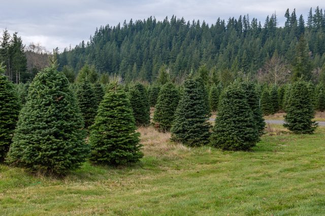 Evergreen trees stand neatly in rows amidst grassy field, with dense forested hillside in the background under a cloudy sky.