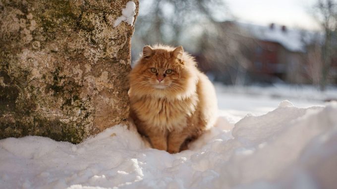 How Cold Is Too Cold for Cats to Go Outside? A Vet Explains