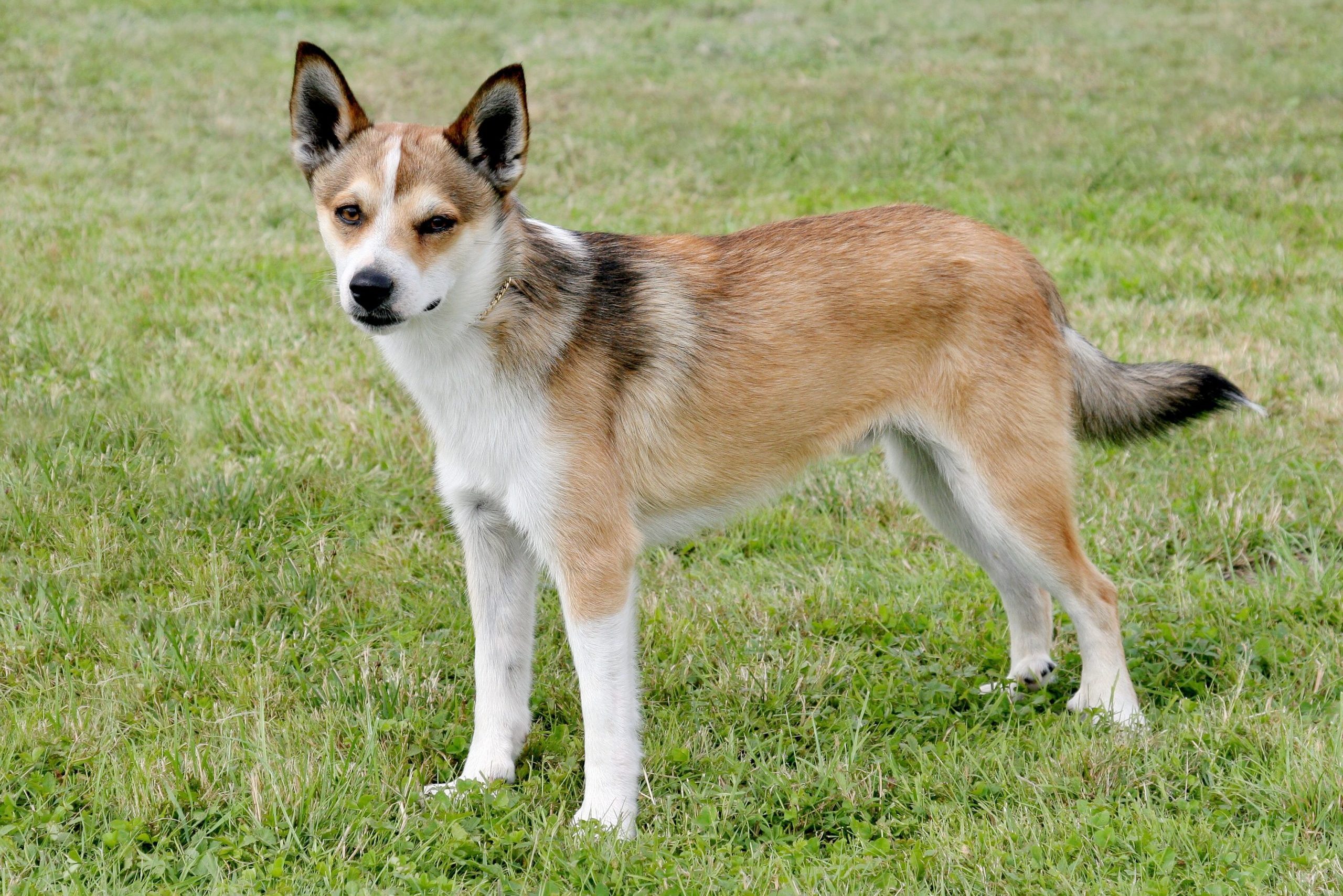 Norwegian Lundehund