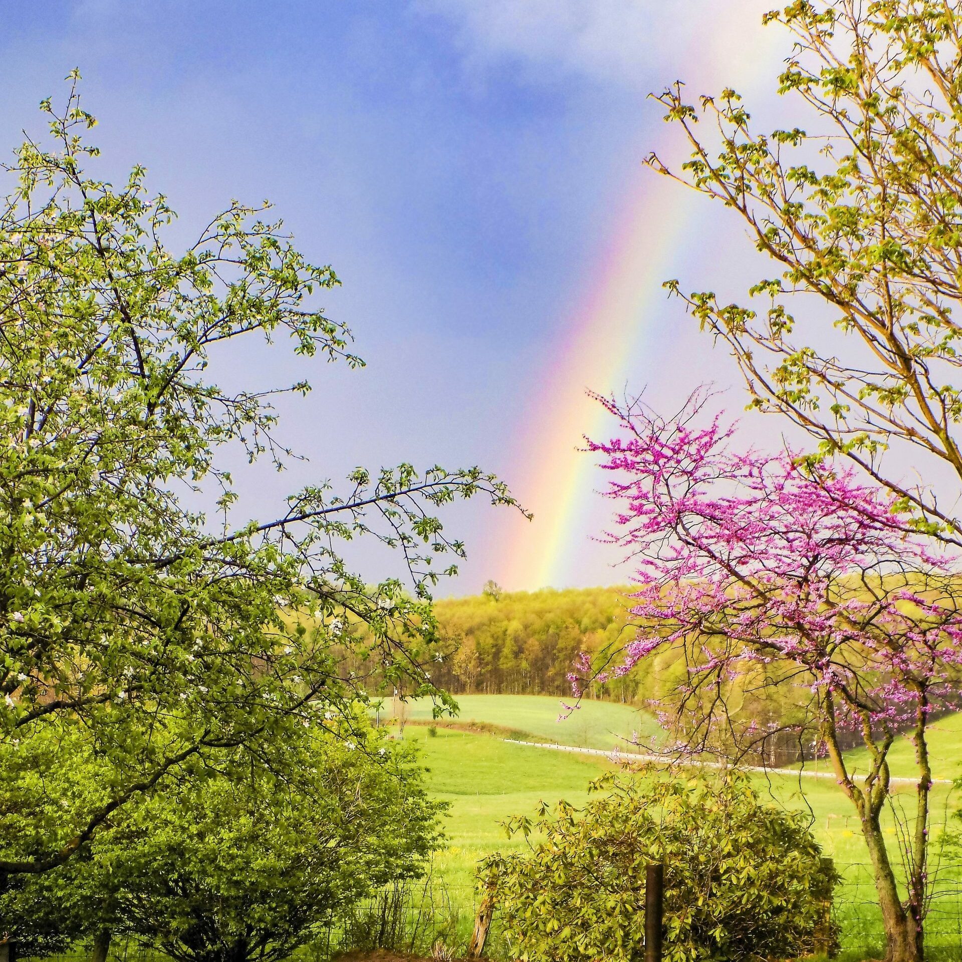 A vibrant rainbow arcs across a clear sky, framed by blooming trees in a lush green field.