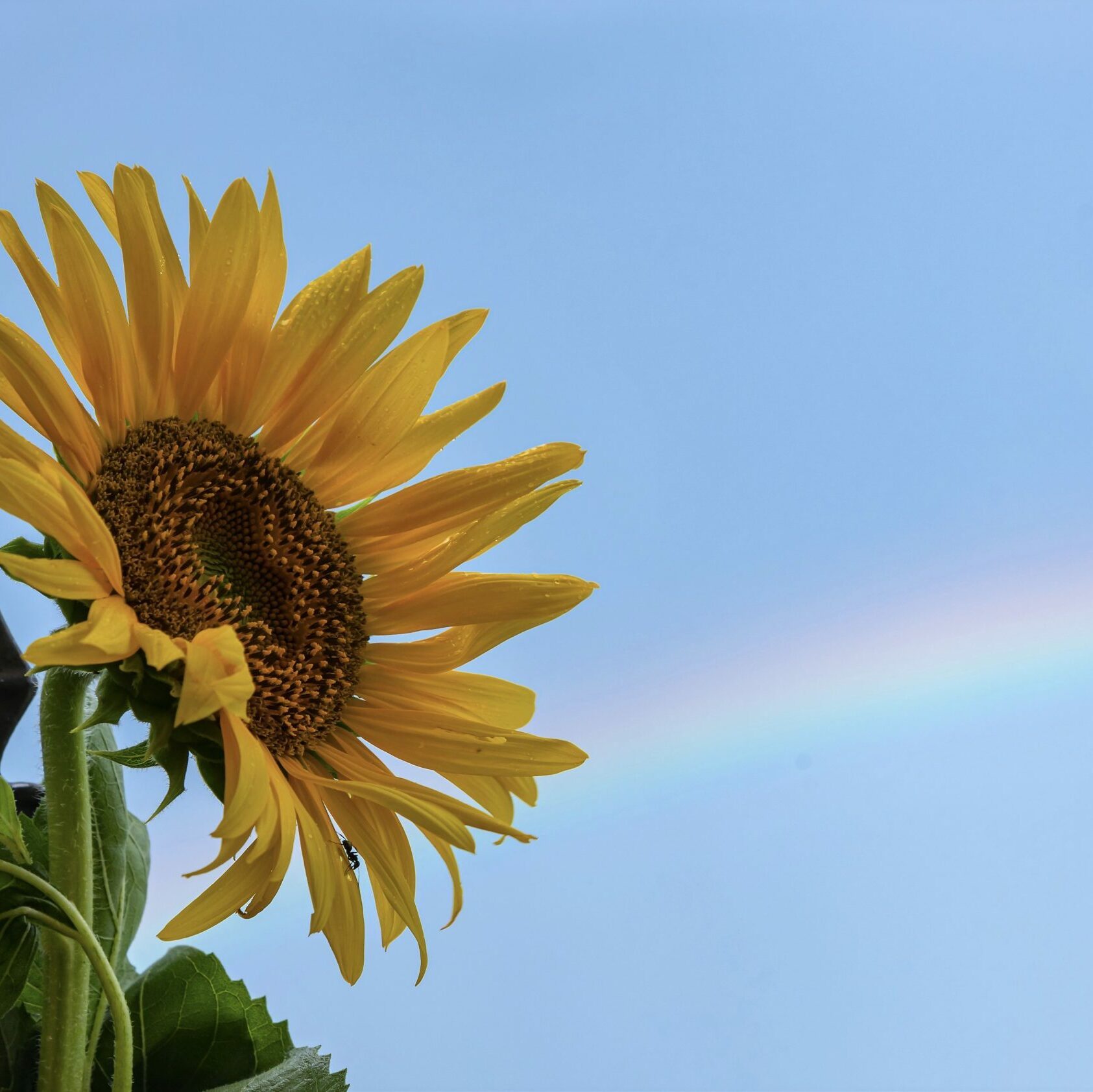 Sunflower basking under a clear blue sky with a faint, colorful rainbow arching in the background.