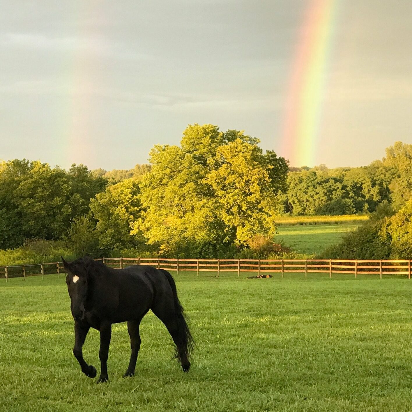 Horses graze peacefully in a grassy field with a vibrant double rainbow arching over lush green trees and a wooden fence.