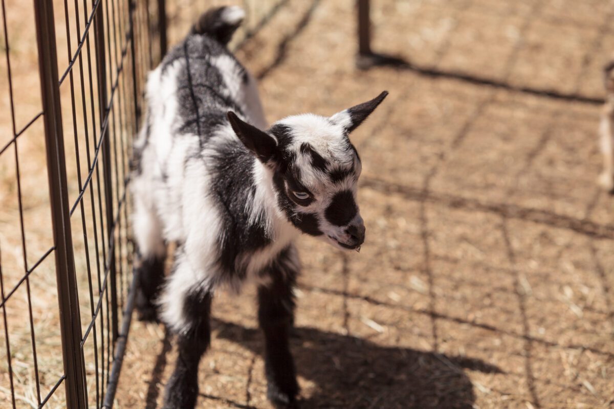 A small goat stands near a wire fence in a sunlit dirt enclosure.