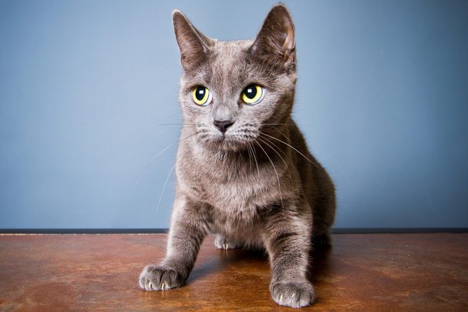 Do Cats Get Anxiety? How to Spot the Signs—And Help Your Cat