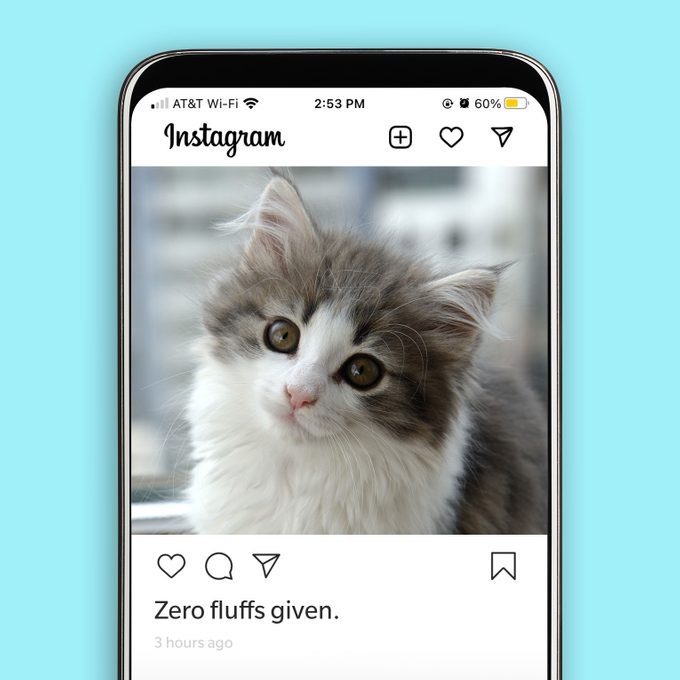 43 Purrfect Cat Instagram Captions for Your Kitty’s Clicks