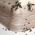 How to Get Rid of Spider Mites