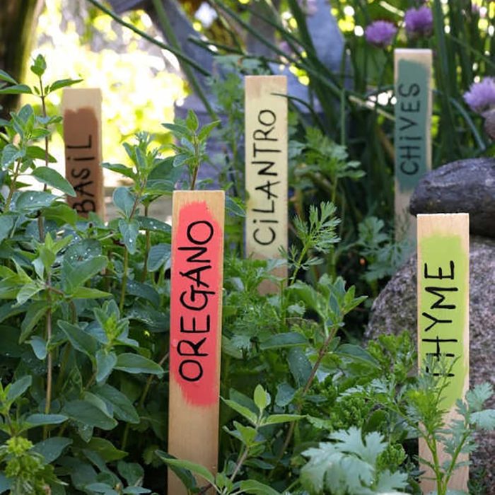 Wooden stakes label herbs, including basil, oregano, cilantro, thyme, and chives, amid lush greenery in a garden setting.