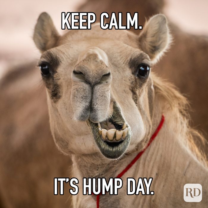 25 Hump Day Memes to Get You Through the Week