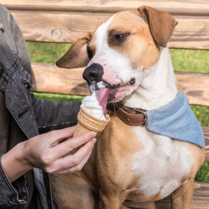 Dog licking ice cream cone held by a person, sitting on a wooden bench outdoors.