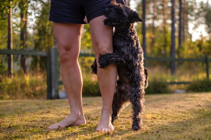 Why Do Dogs Hump—And How Can You Stop It?