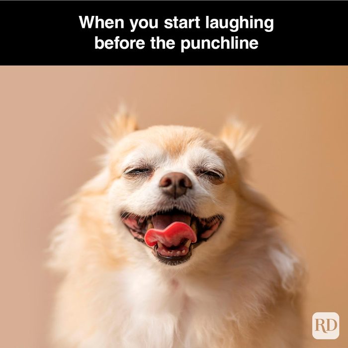 40 Smiling Dog Memes That Will Make Everything Better On A Bad Day