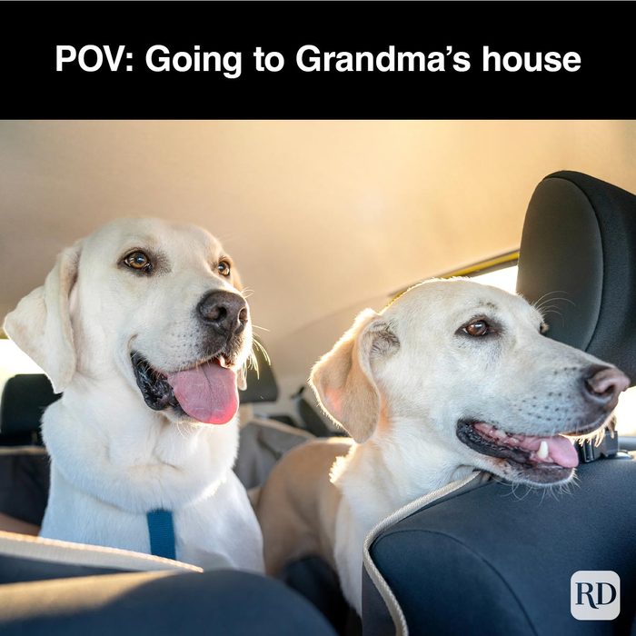 40 Smiling Dog Memes That Will Make Everything Better On A Bad Day