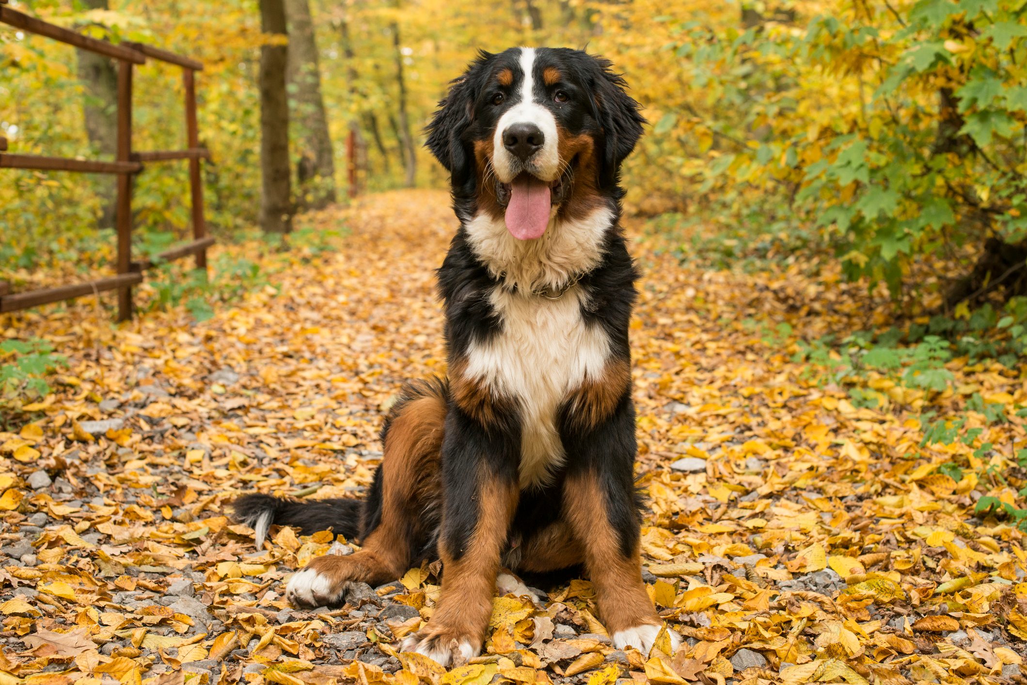 Bernese Mountain Dog, Autumn forest, Transylvania, Romania