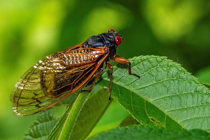 Will Cicadas Destroy Your Garden? 10 Things You Need to Know