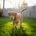 These Are the Most Common Dangerous Items Dogs Get Into