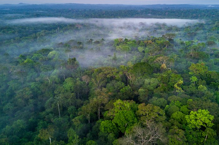 15 Amazing Facts About the Amazon Rainforest